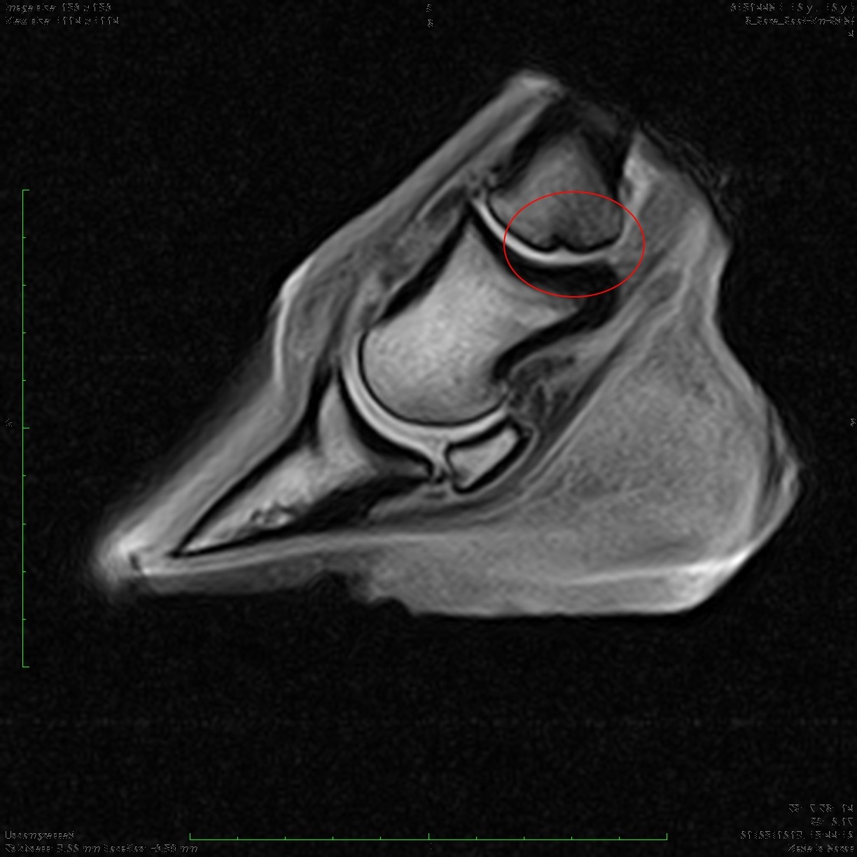 equine mri